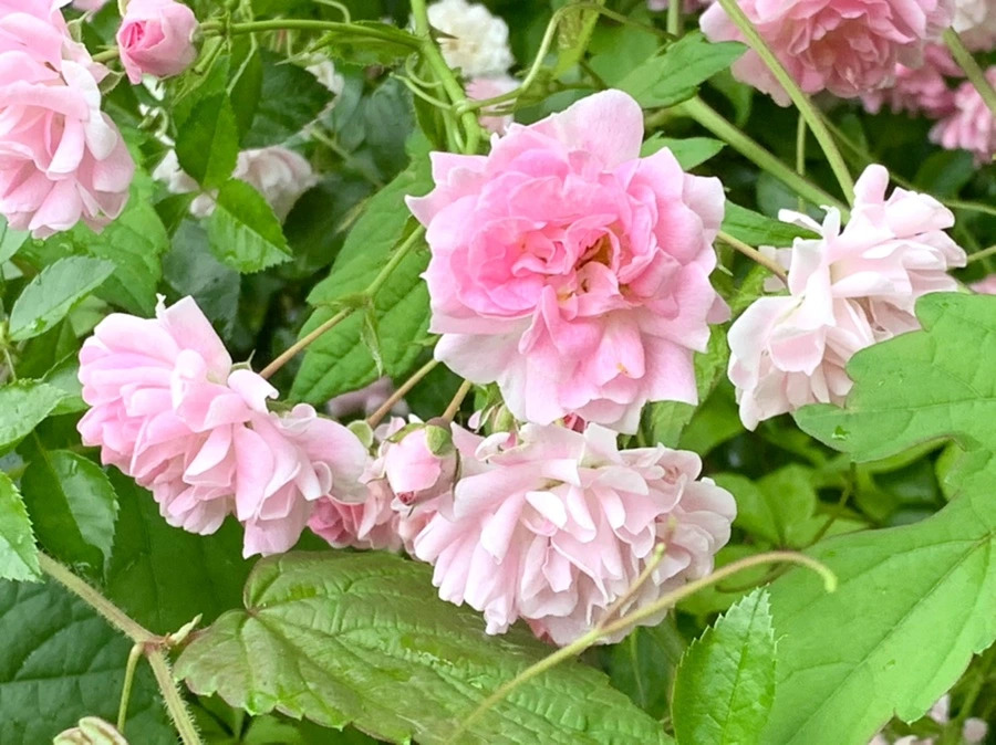 IMG_3564.jpg?type=w966