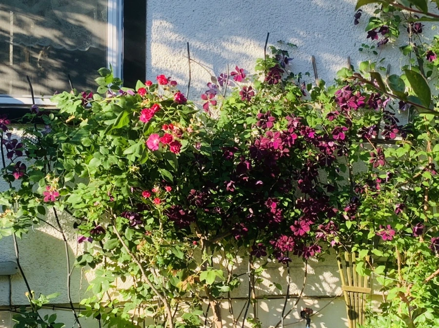 IMG_3966.jpg?type=w966