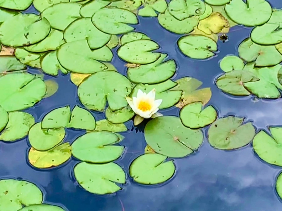 IMG_5121.jpg?type=w966