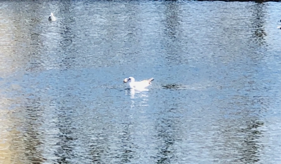 IMG_5565.jpg?type=w966