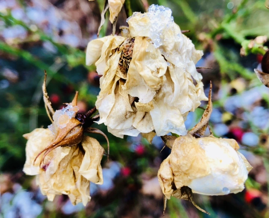 IMG_4580.jpg?type=w966