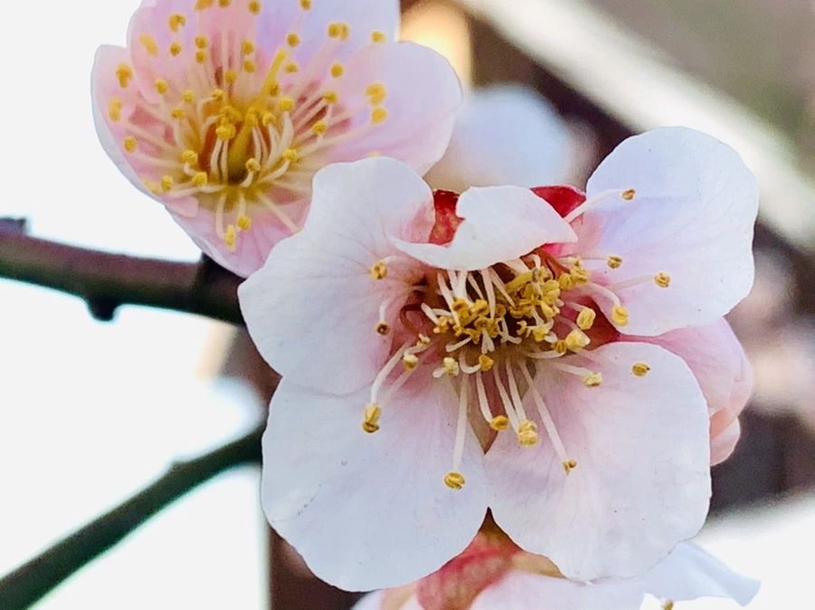 IMG_2314.jpg?type=w966