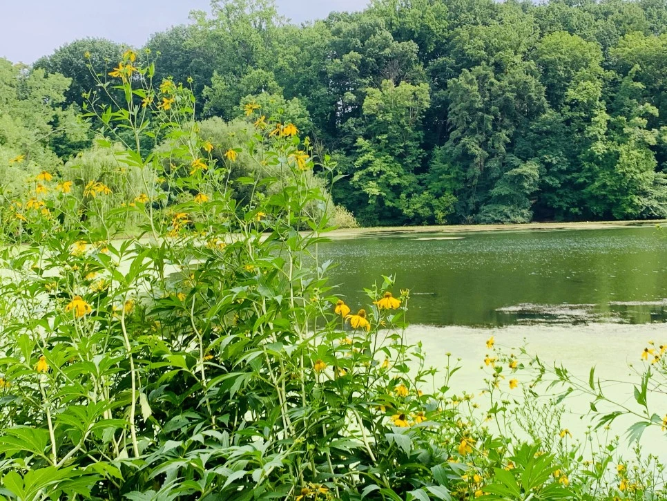 IMG_1303.jpg?type=w966