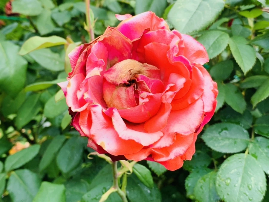 IMG_7332.jpg?type=w966