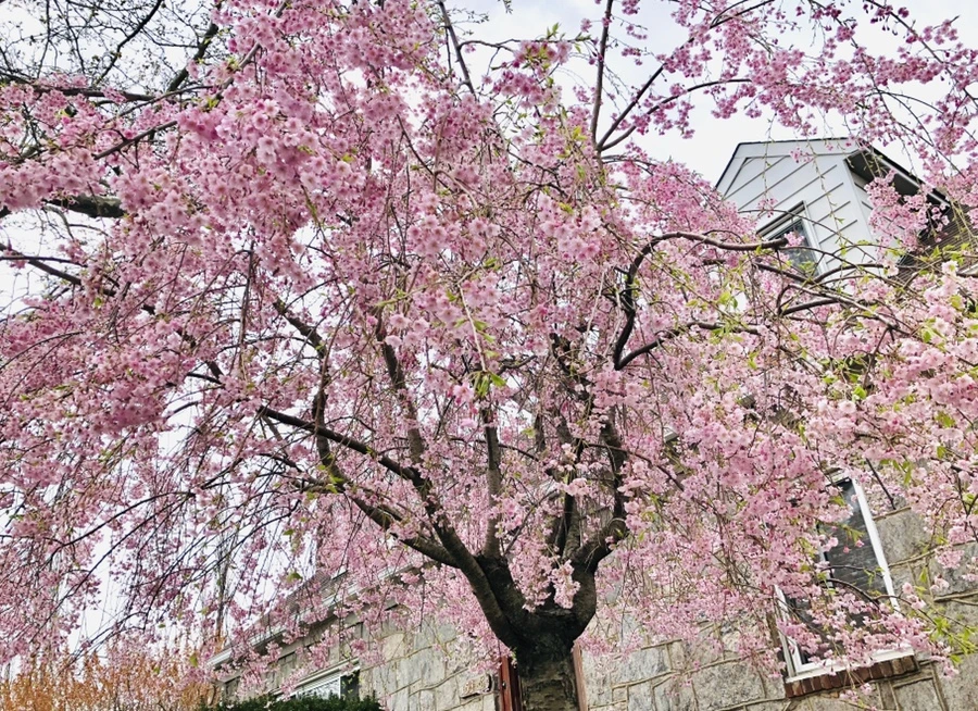 IMG_3184.jpg?type=w966