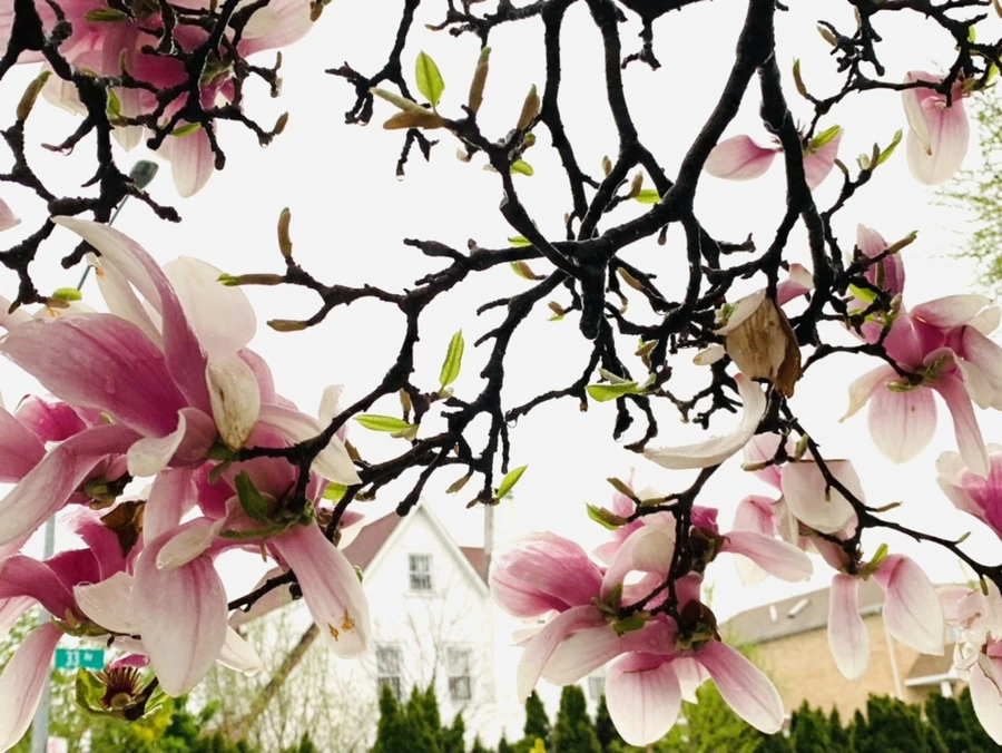 IMG_2388.jpg?type=w966