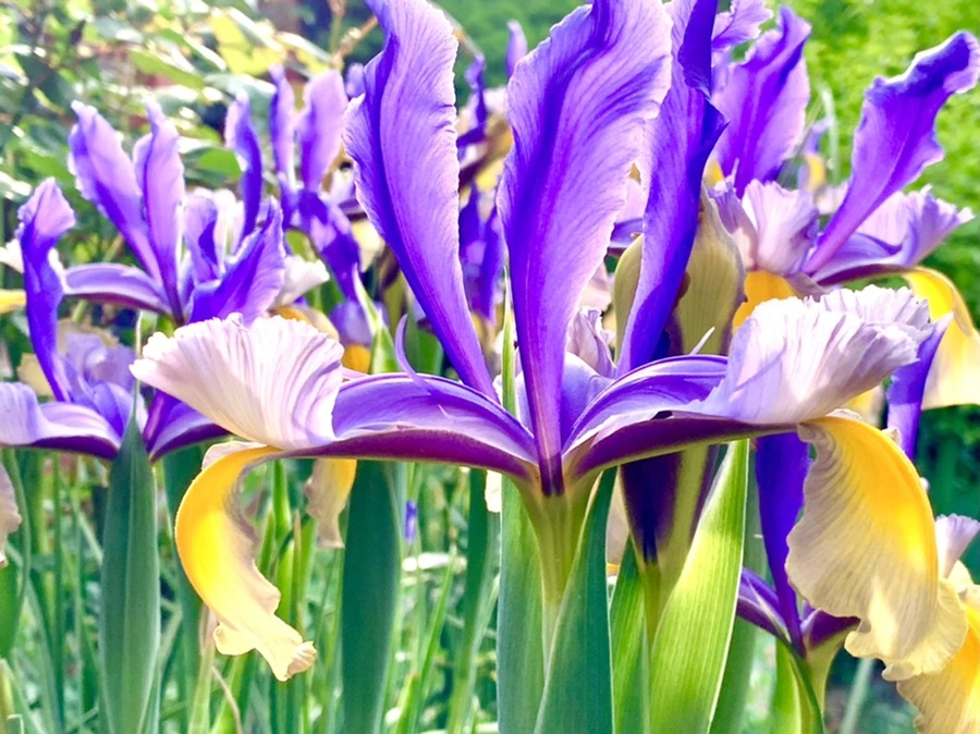 IMG_9090.jpg?type=w966