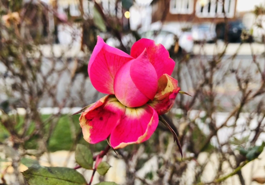 IMG_8191.jpg?type=w966