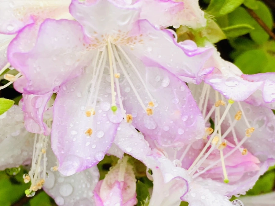 IMG_9377.jpg?type=w966