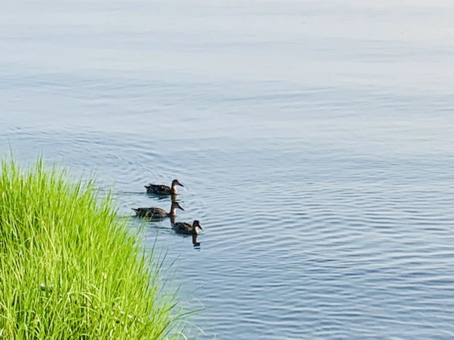 IMG_6504.jpg?type=w966