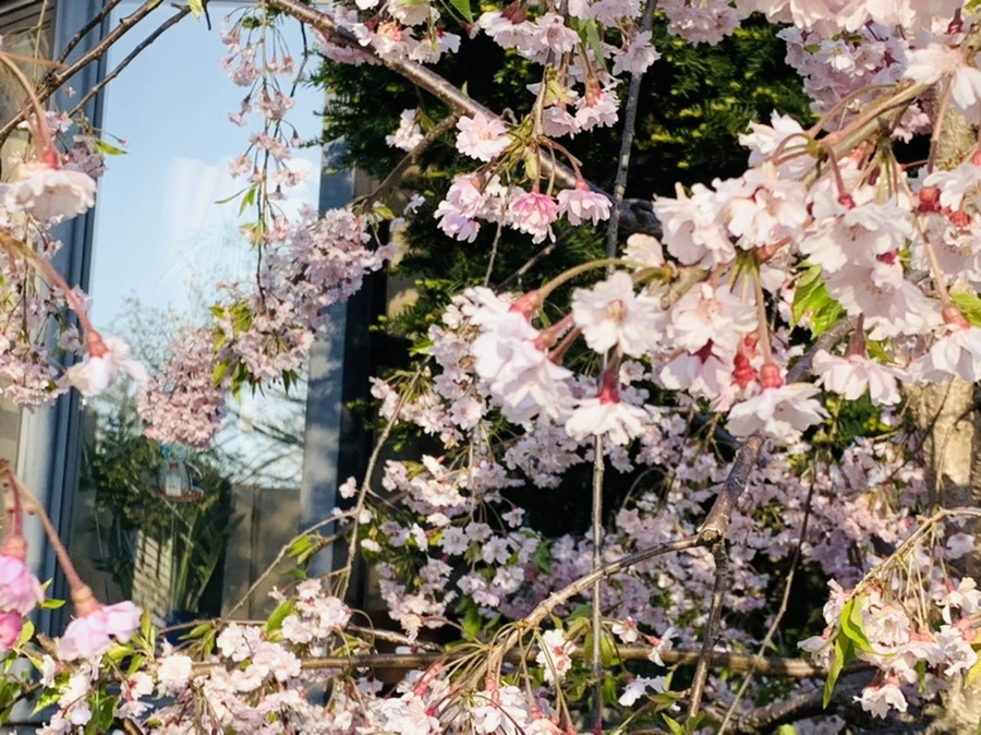 IMG_4991.jpg?type=w966