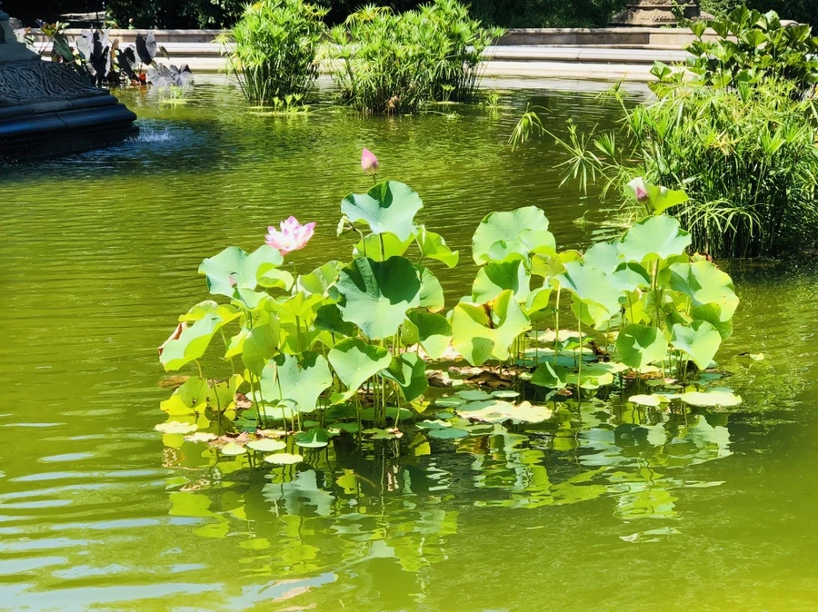 IMG_5732.jpg?type=w966