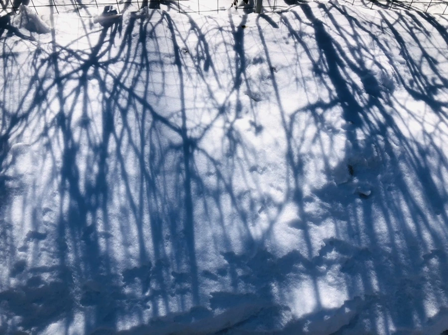 IMG_3926.jpg?type=w966