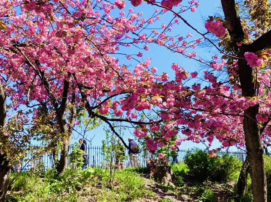 IMG_5965.jpg?type=w966