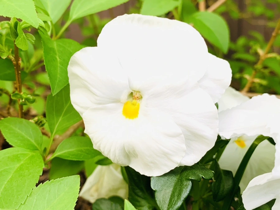 IMG_9034.jpg?type=w966