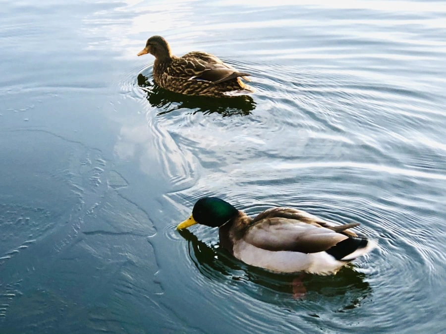 IMG_0816.jpg?type=w966