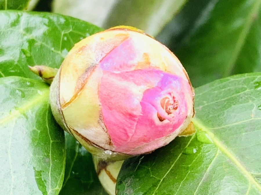 IMG_6312.jpg?type=w966