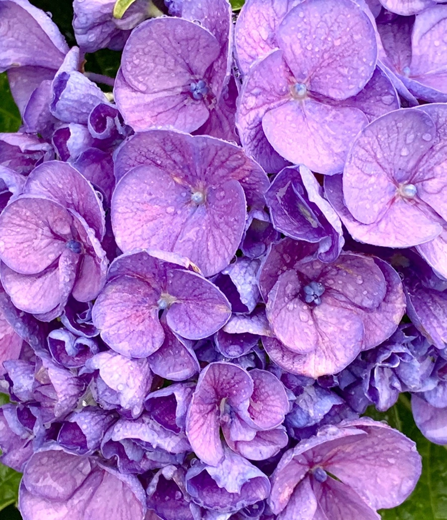 IMG_6180.jpg?type=w966