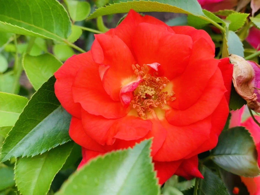 IMG_5051.jpg?type=w966