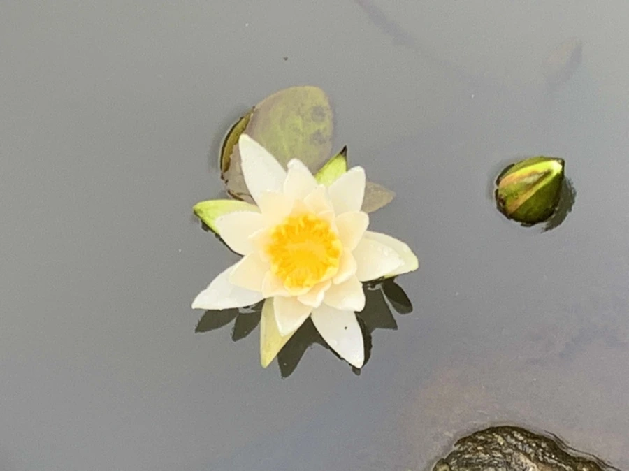 IMG_4854.jpg?type=w966