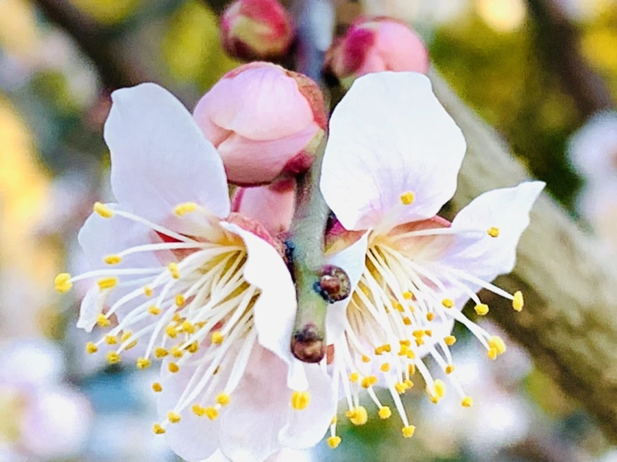 IMG_0829.jpg?type=w966