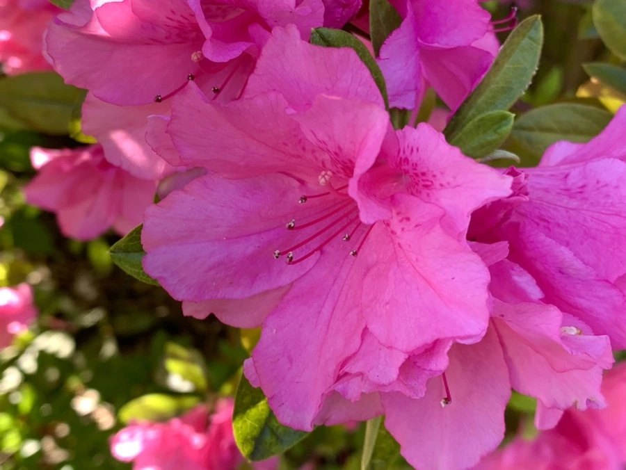 IMG_2026.jpg?type=w966