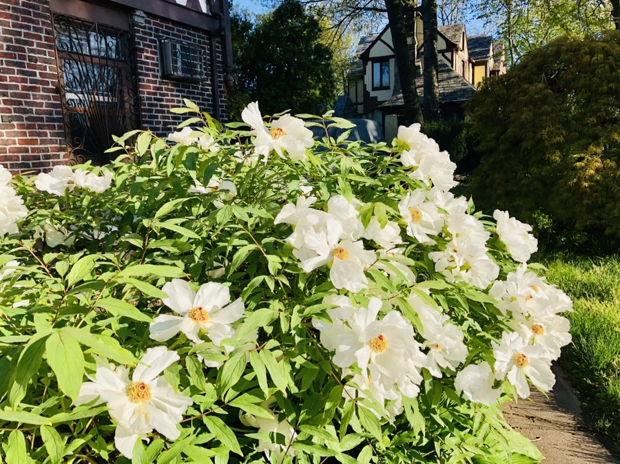 IMG_7200.jpg?type=w966