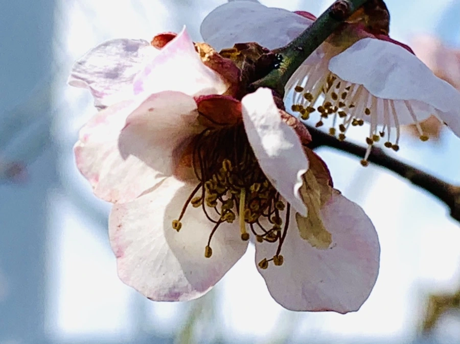 IMG_4252.jpg?type=w966