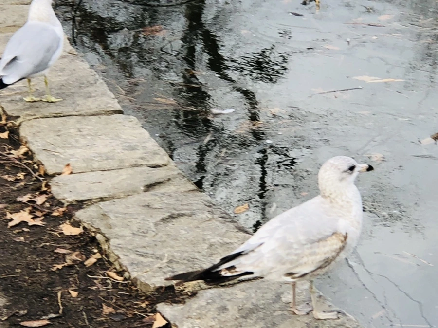 IMG_0013.jpg?type=w966