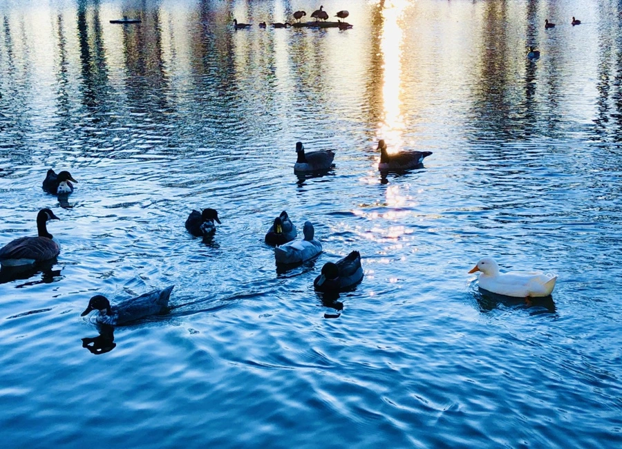 IMG_5958.jpg?type=w966