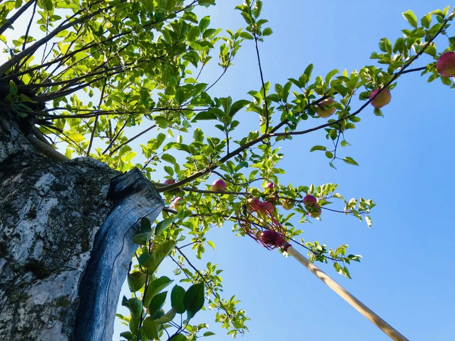 IMG_0749.jpg?type=w966