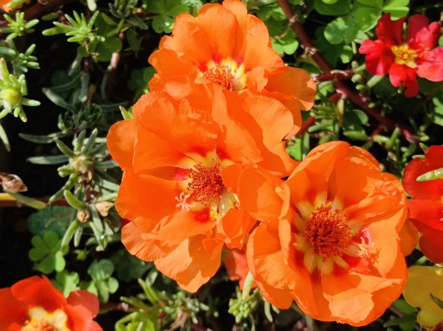 IMG_6675.jpg?type=w966