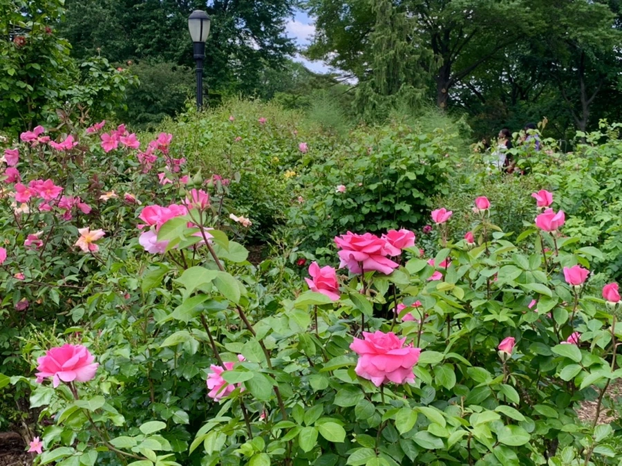 IMG_5804.jpg?type=w966