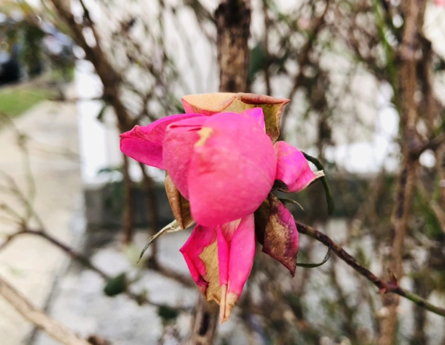 IMG_8195.jpg?type=w966