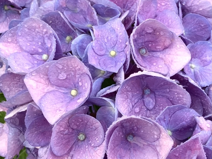 IMG_6184.jpg?type=w966