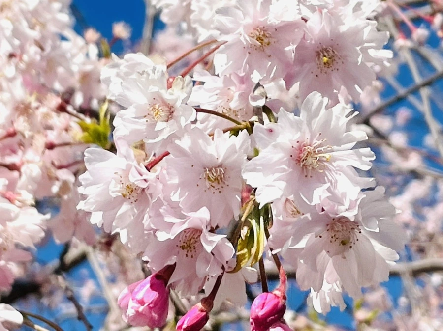 IMG_1534.jpg?type=w966