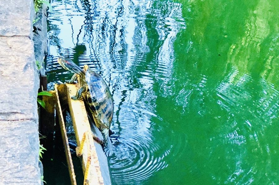 IMG_1498.jpg?type=w966