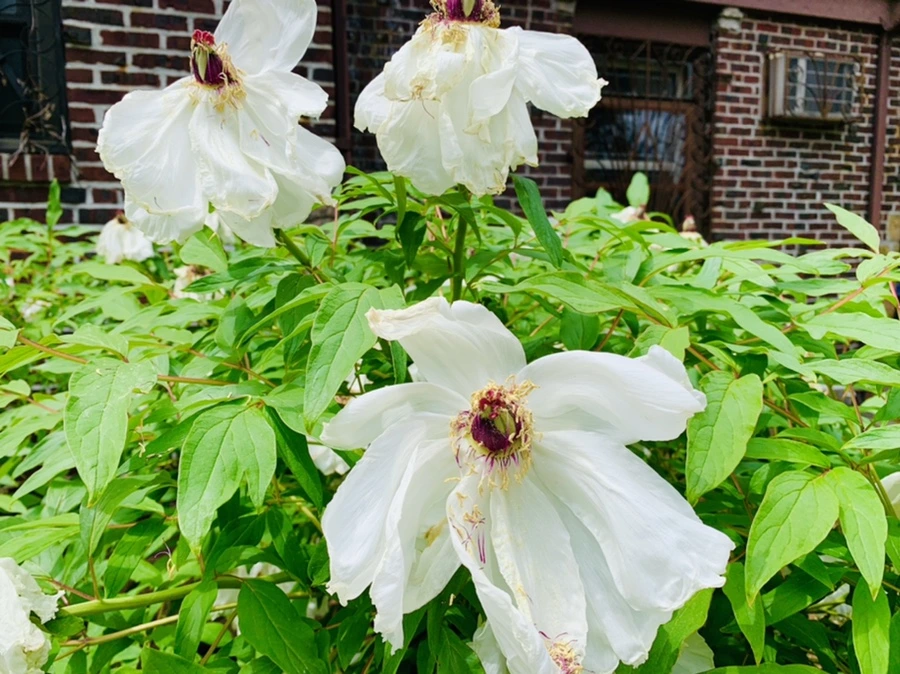 IMG_0669.jpg?type=w966