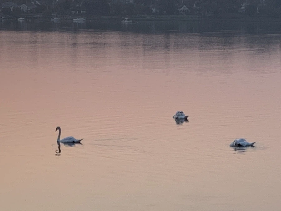 IMG_2026.jpg?type=w966