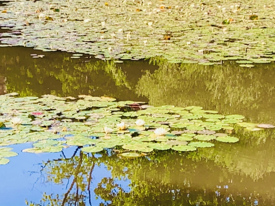 IMG_4263.jpg?type=w966