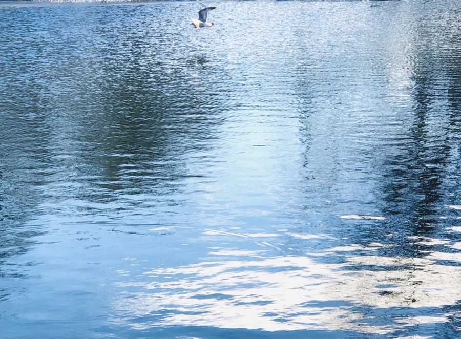 IMG_1330.jpg?type=w966