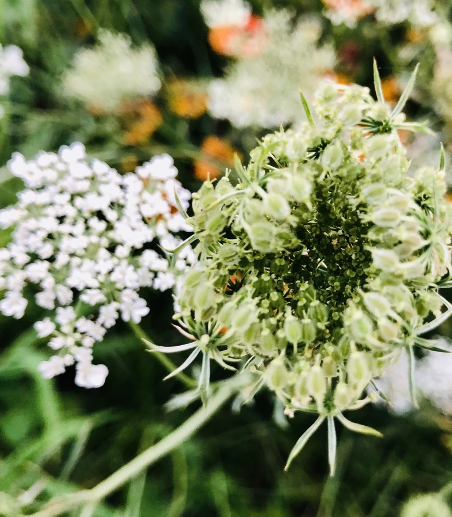 IMG_4858.jpg?type=w966