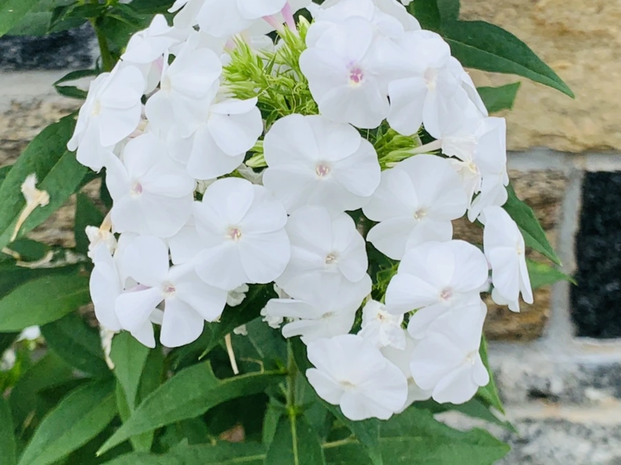 IMG_9500.jpg?type=w966