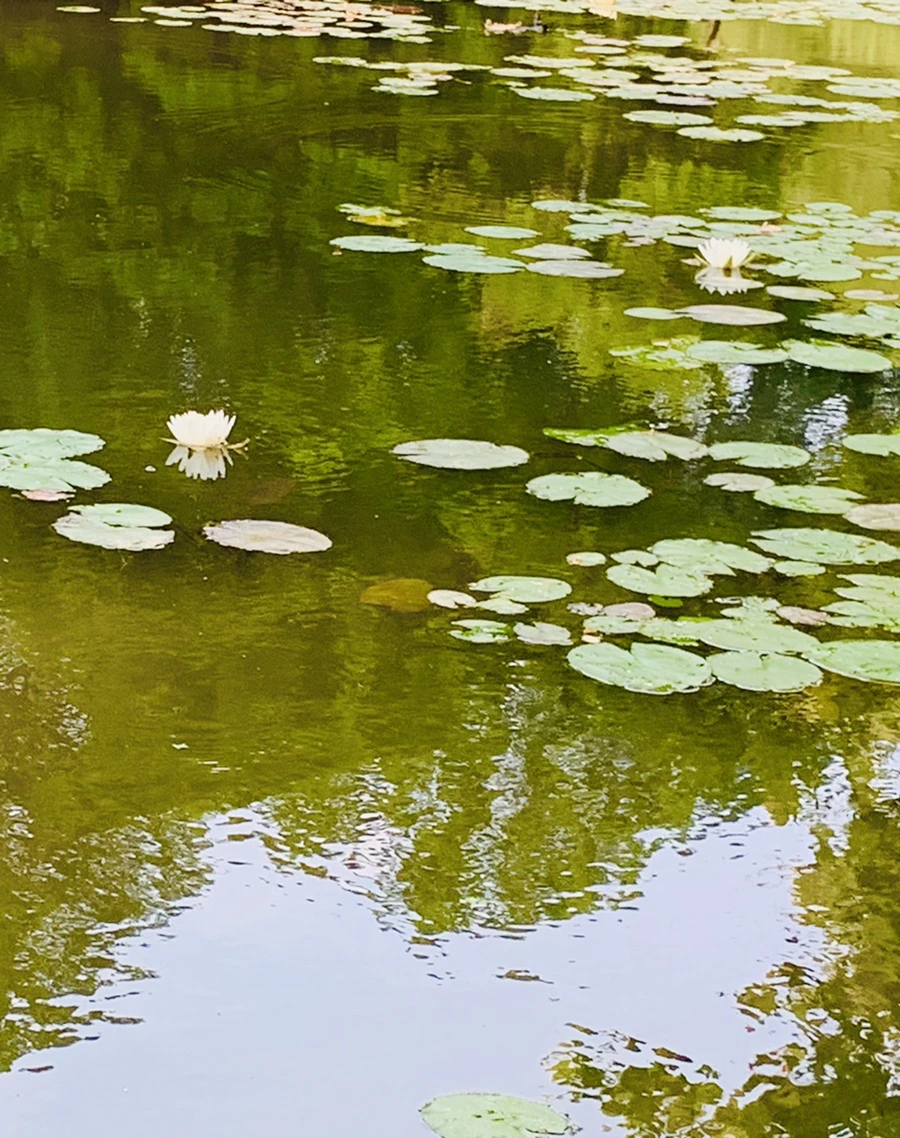 IMG_1518.jpg?type=w966