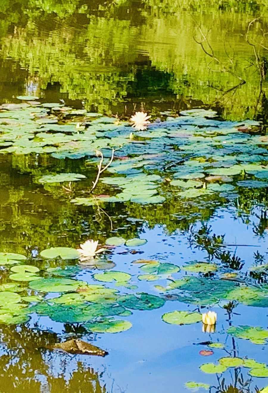 IMG_1975.jpg?type=w966