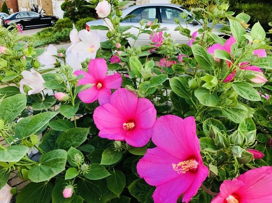 IMG_3562.jpg?type=w966