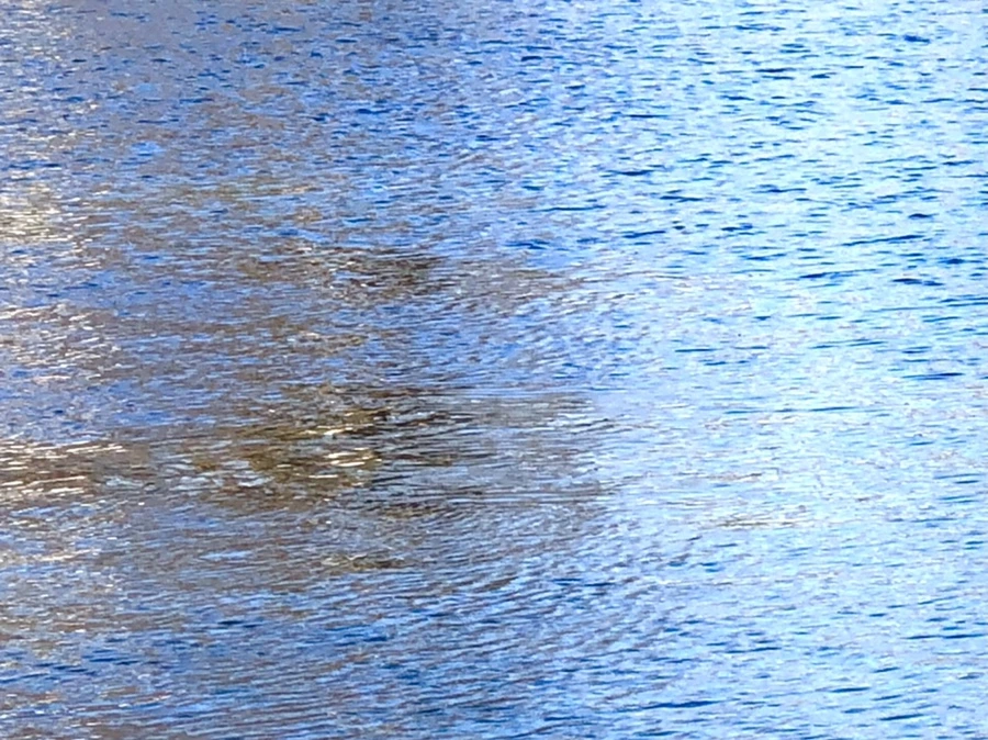 IMG_3795.jpg?type=w966