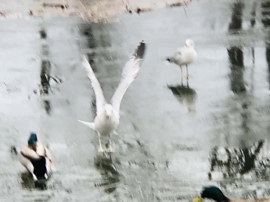 IMG_9011.jpg?type=w966