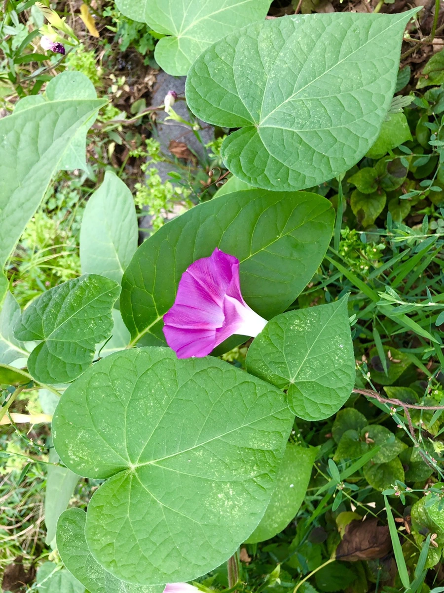 IMG_4005.jpg?type=w966