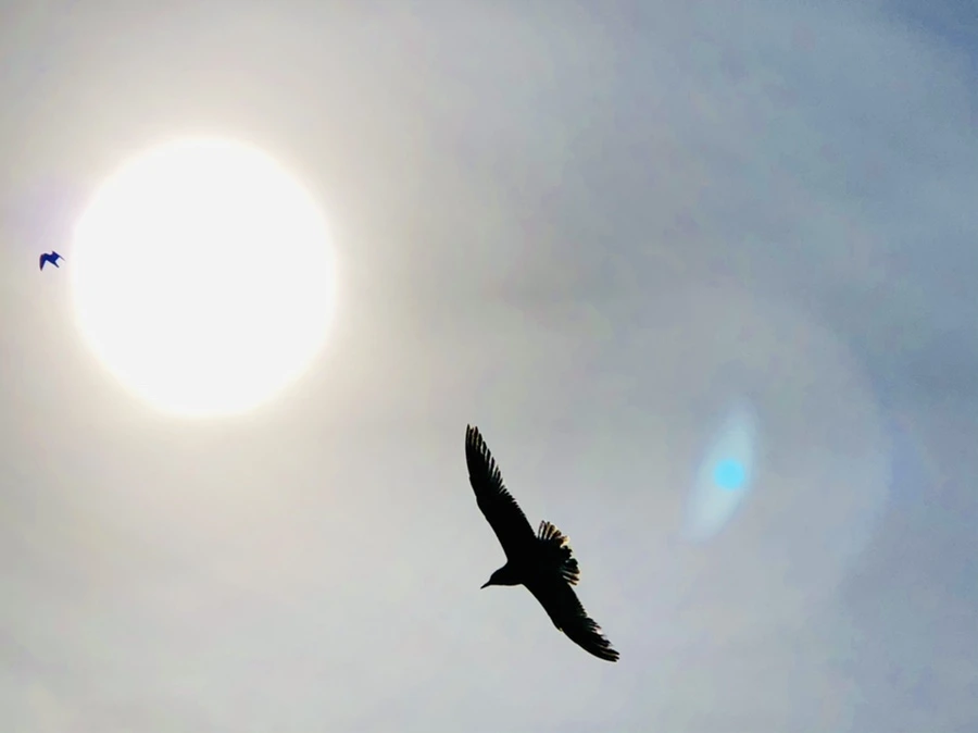 IMG_3155.jpg?type=w966